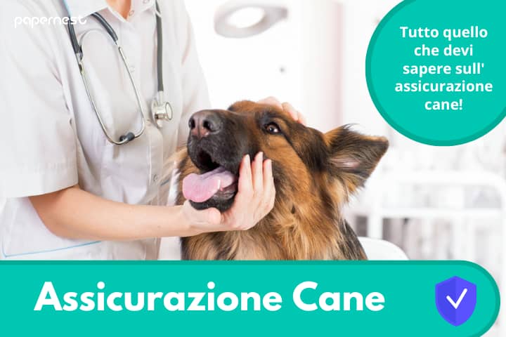 Come e quando fare l'assicurazione Cane?