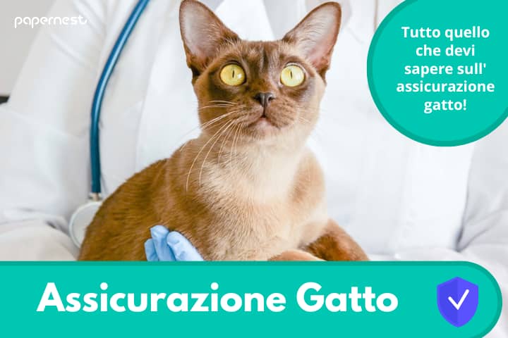 Assicurazione Gatto: quando è necessaria e perché?
